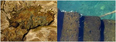 Marine Biofilms: A Successful Microbial Strategy With Economic Implications